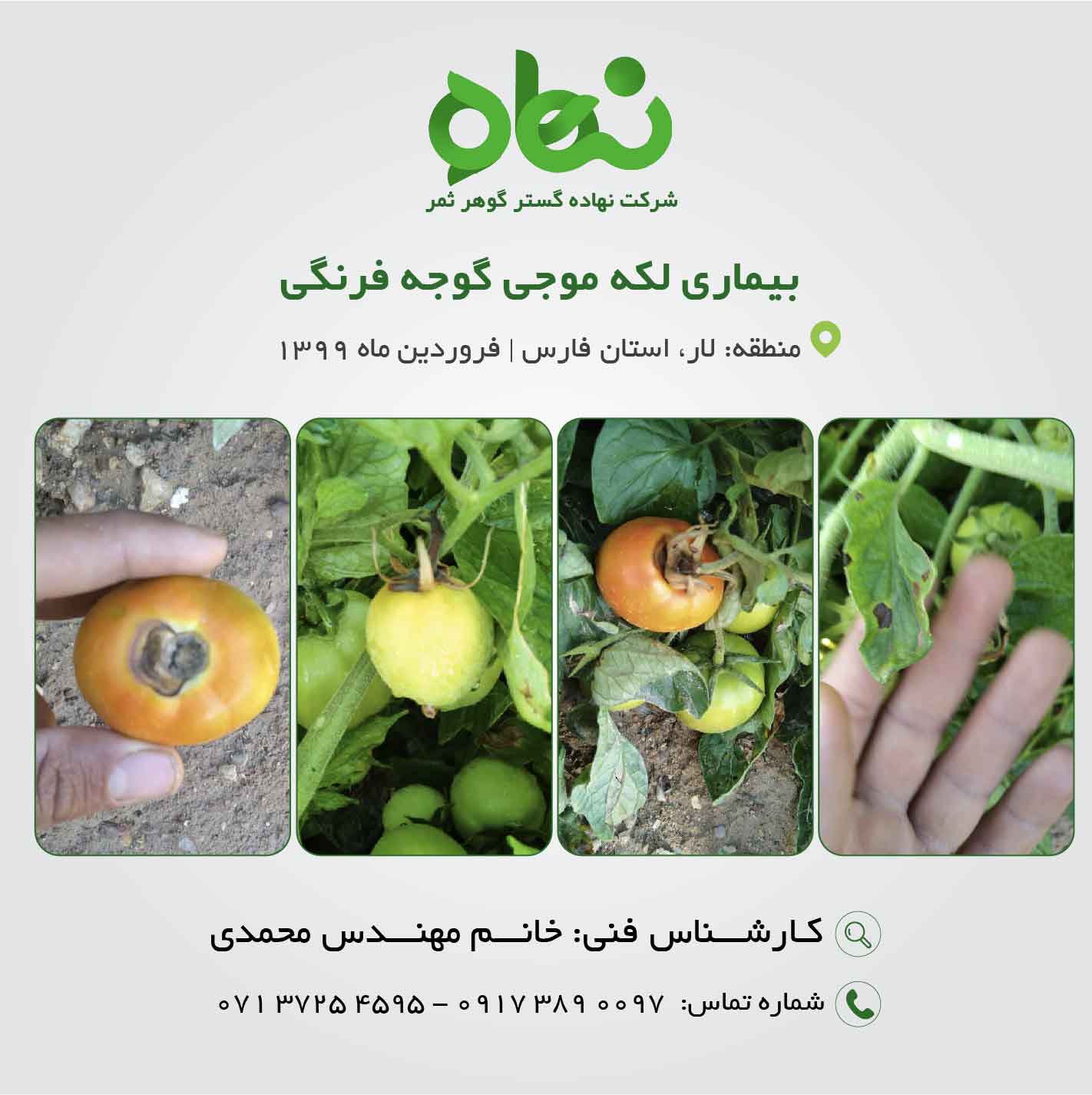 بیماری لکه موجی گوجه فرنگی 2